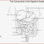 Ausmalbild Arbeitsblatt Das Verdauungssystem