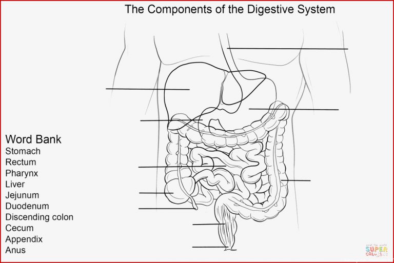 Ausmalbild Arbeitsblatt Das Verdauungssystem