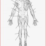Ausmalbild Arbeitsblatt Die Menschliche Muskulatur