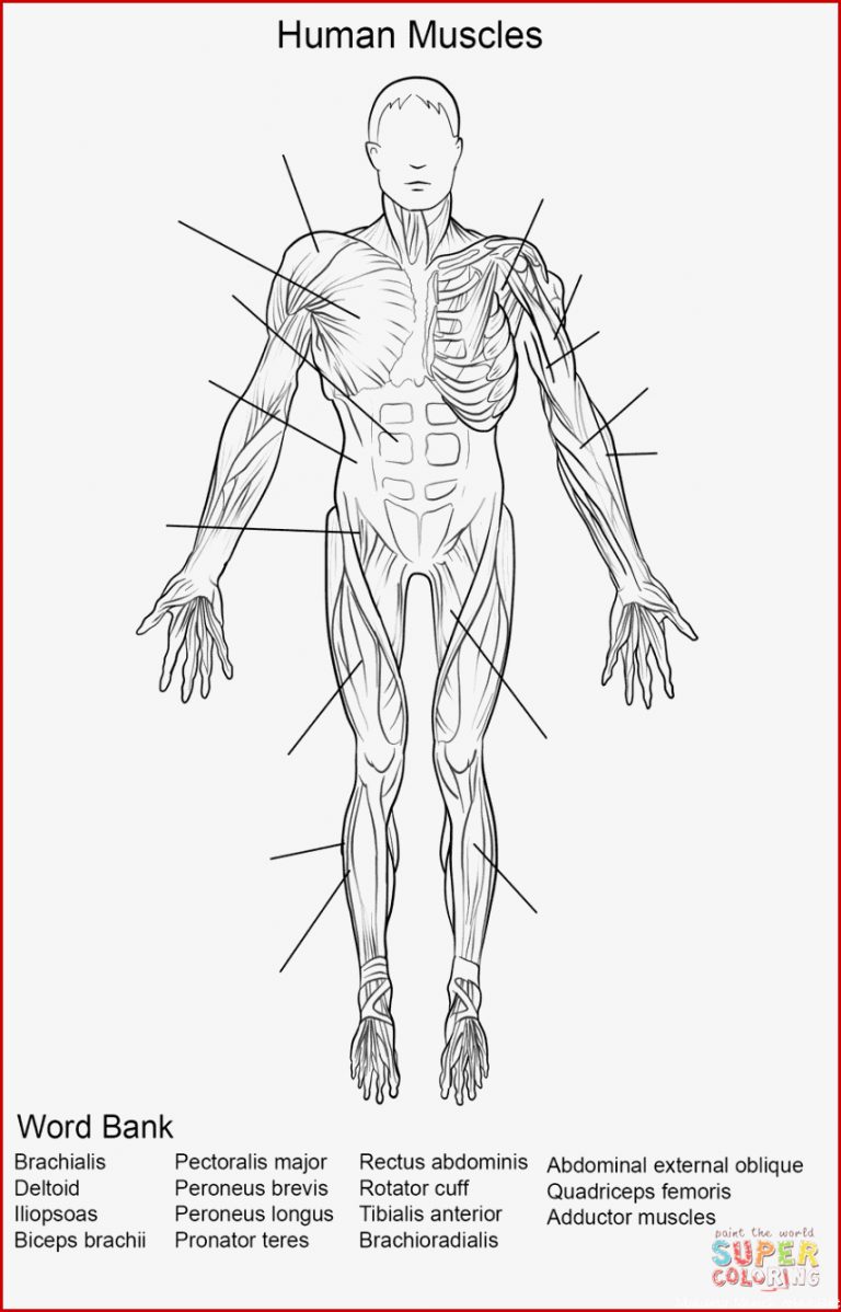 Ausmalbild Arbeitsblatt Die Menschliche Muskulatur