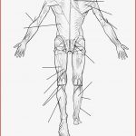 Ausmalbild Arbeitsblatt Die Menschliche Muskulatur