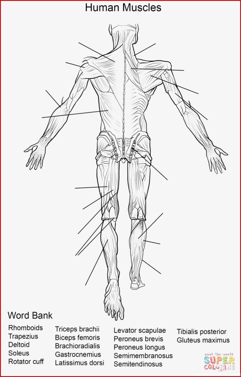 Ausmalbild Arbeitsblatt Die Menschliche Muskulatur