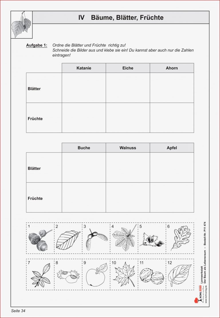 Bäume Blätter Früchte – Unterrichtsmaterial In Den