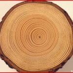 Bäume Rohstoff Holz Pflanzen Natur Planet Wissen