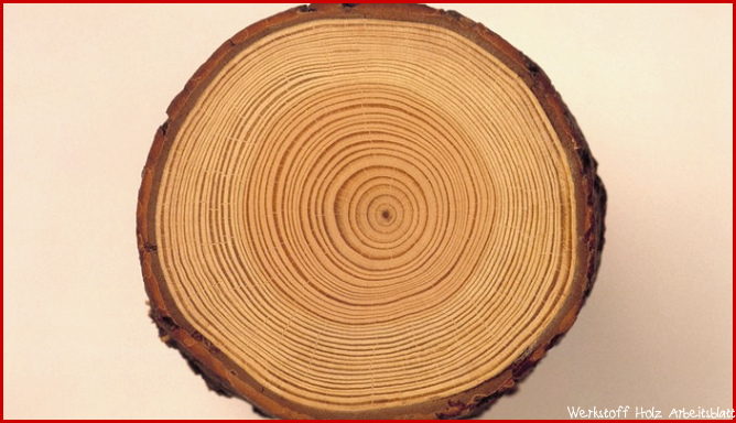 Bäume Rohstoff Holz Pflanzen Natur Planet Wissen