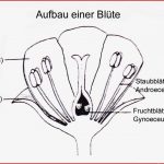 Bau Der Blütenpflanzen Arbeitsblatt Ideen Arbeitsblätter