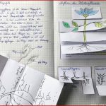 Bau Der Blütenpflanzen Arbeitsblatt Ideen Arbeitsblätter