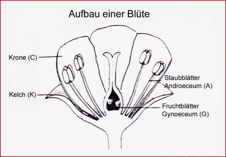 Bau Der Blütenpflanzen Arbeitsblatt Ideen Arbeitsblätter