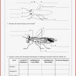 Bau Der Insekten Und Insektenordnungen