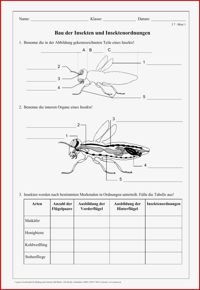 Bau Der Insekten Und Insektenordnungen