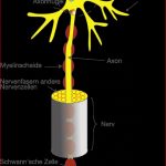 Bau Der Nervenzelle Arbeitsblatt – Hajenol De