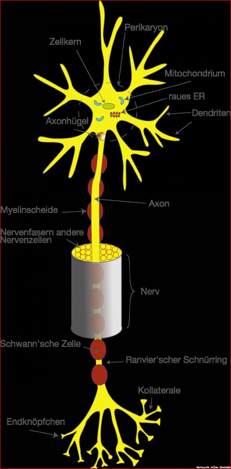 Bau Der Nervenzelle Arbeitsblatt – Hajenol DE