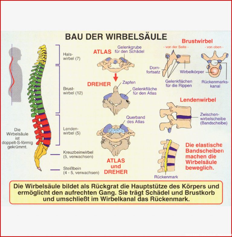 Bau der Wirbelsäule und Haltungsfehler ST 8015