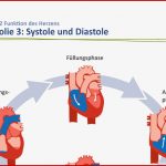 Bau Des Herzens Arbeitsblatt