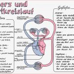 Bau Des Herzens Arbeitsblatt Debbie Preston Schule