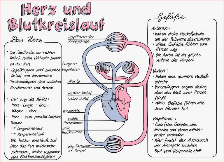 Bau Des Herzens Arbeitsblatt Debbie Preston Schule