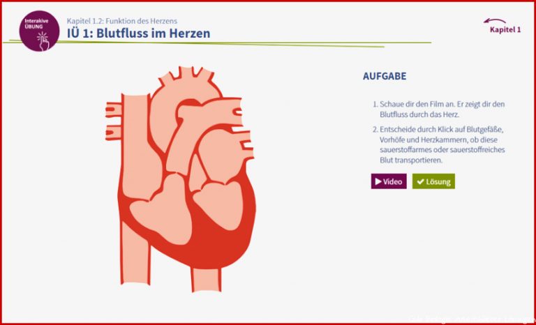 Bau Des Herzens Arbeitsblatt Lösung