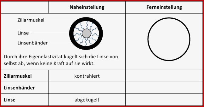 Bau Des Herzens Arbeitsblatt Schroedel