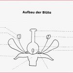 Bau Und Lebensvorgänge Der Pflanzen — Landesbildungsserver