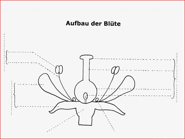 Bau und Lebensvorgänge der Pflanzen — Landesbildungsserver