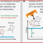 Bau Und Wirkungsweise Von Enzymen - Pdf Free Download