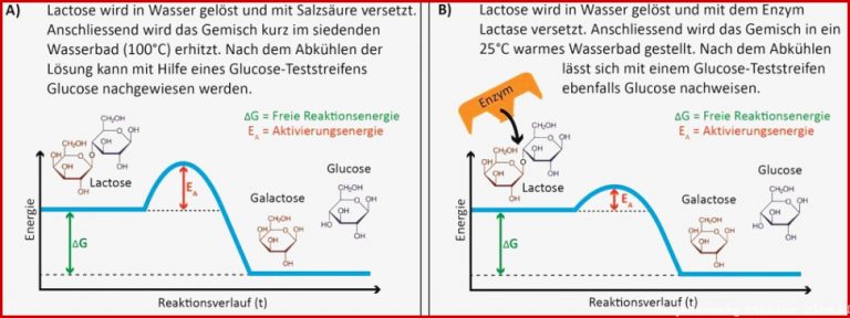 Bau und Wirkungsweise von Enzymen - PDF Free Download