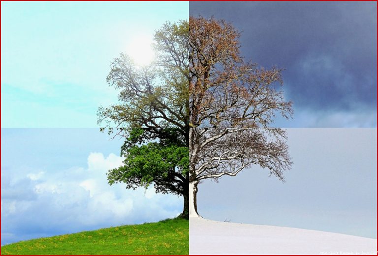 Baum Im Jahreslauf Kindergarten Ideen