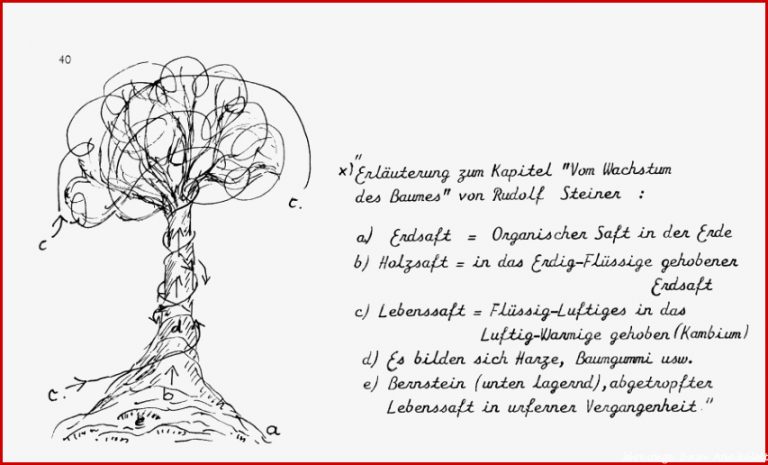 Baumentwicklung allgemein