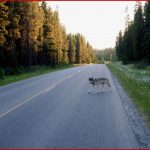 Bayrischer Problemwolf In Tschechien überfahren Deutsche