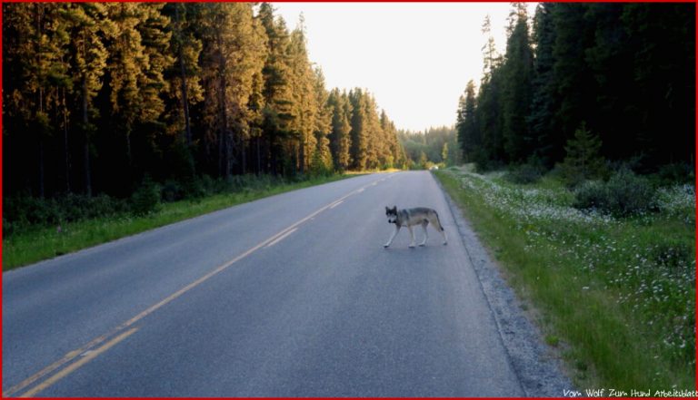 Bayrischer Problemwolf In Tschechien überfahren Deutsche