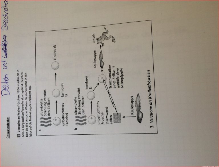 Bedeutung des Zellkerns Transferfrage Biologie