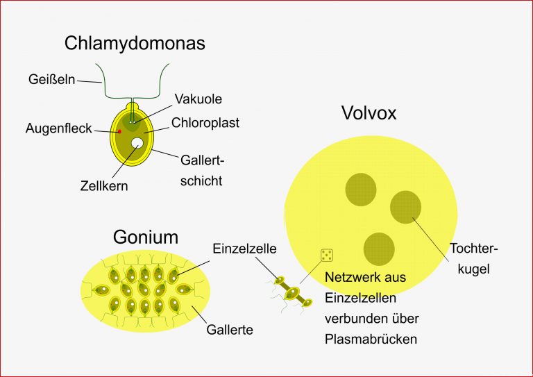 Beispiele Vom Einzeller zum Mehrzeller Zytologie