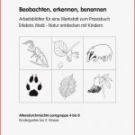 Beobachten Erkennen Benennen by Lehrmittel 4bis8 issuu