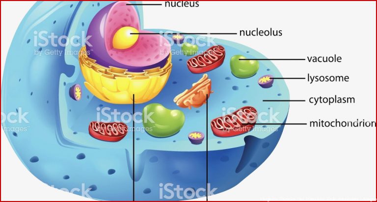 Beschriften Pflanzliche Zelle Arbeitsblatt Stephen