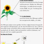 Beschriftung sonnenblume