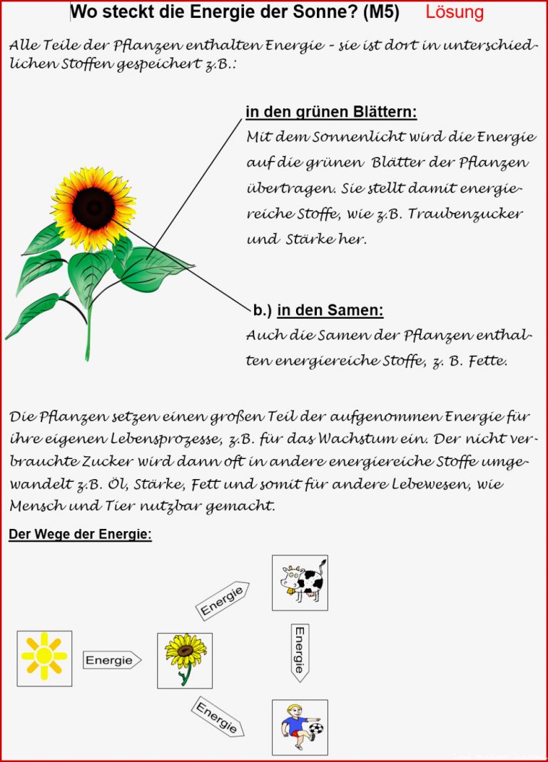 Beschriftung sonnenblume