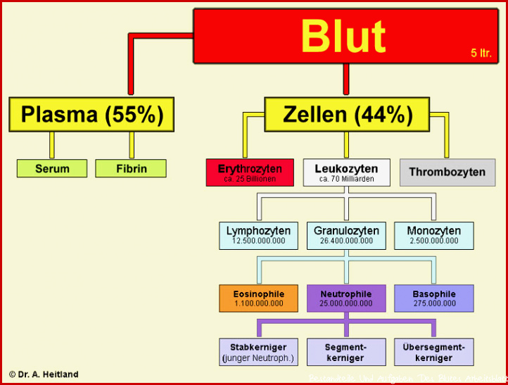 Bestandteile des Blutes