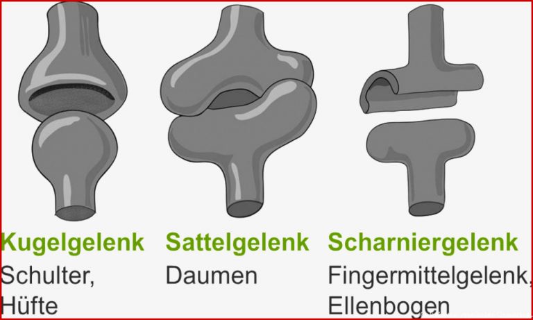 Bewegung Als Zusammenspiel Von Knochen Muskeln Und Sehnen