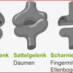 Bewegung Als Zusammenspiel Von Knochen Muskeln Und Sehnen