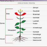 Bg Mastertool themenpaket Biologie Pflanzenkunde 1