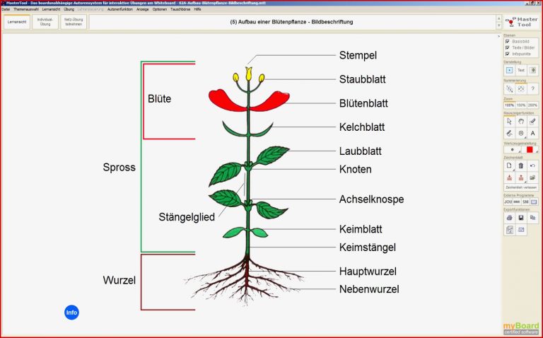 BG Mastertool Themenpaket Biologie Pflanzenkunde 1