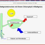 Bg Mastertool themenpaket: Hauptschule Biologie Kl. 8 Und 9 El