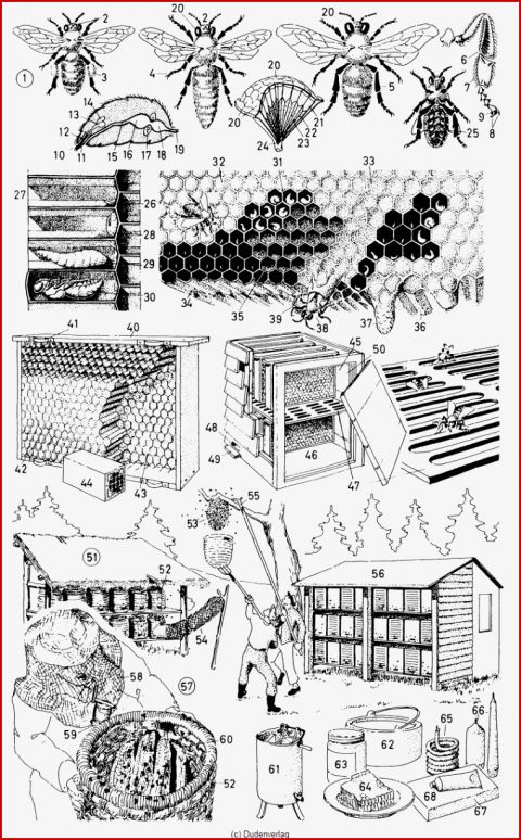 Bienen