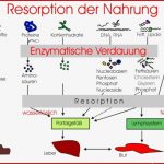 Bild Schema Der Verdauung Fit B Pinterest