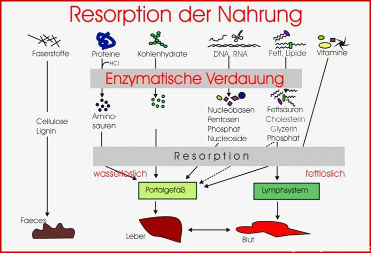 Bild Schema der Verdauung Fit B Pinterest