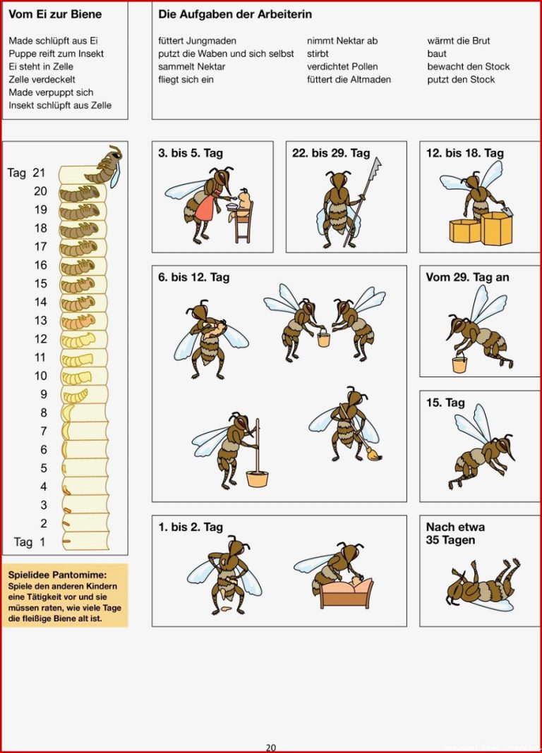 Bildergebnis Für Aufgaben Der Arbeitsbiene