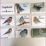 Bilderkartei über Heimische Standvögel Die Kinder Müssen