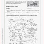 Biologie 5 Klasse Gymnasium Arbeitsblätter atmung Mark