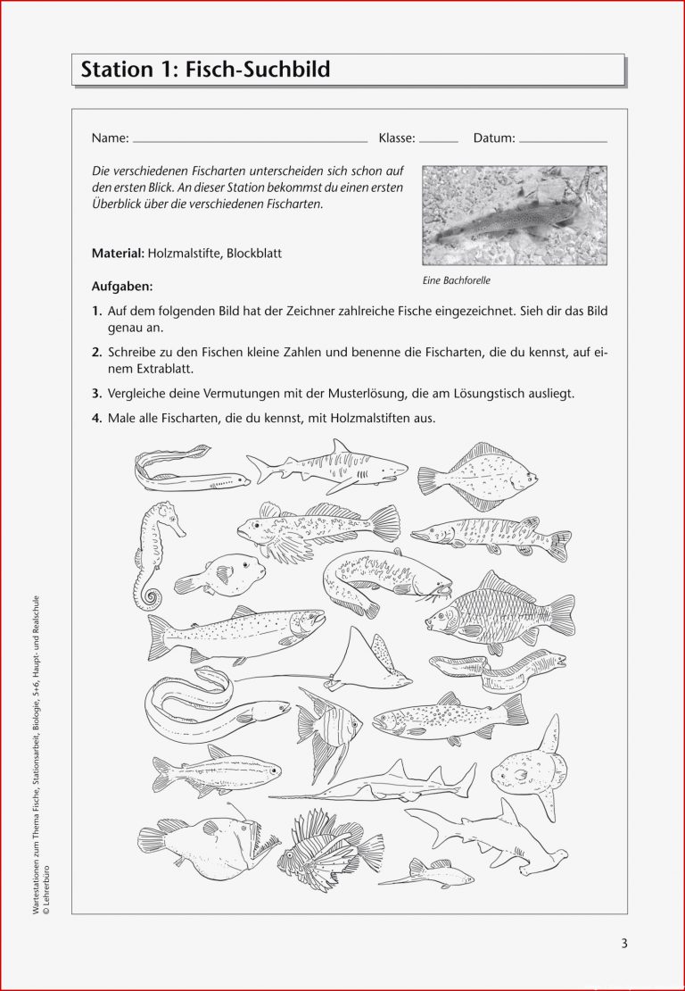 Biologie 5 Klasse Gymnasium Arbeitsblätter Atmung Mark