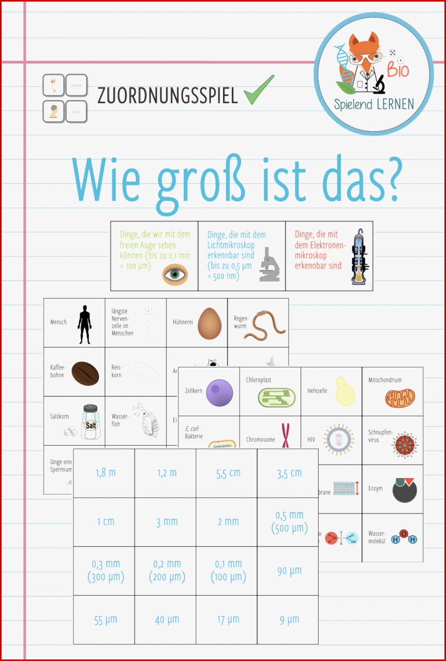 Biologie 5 Klasse Gymnasium Arbeitsblätter Wirbeltiere